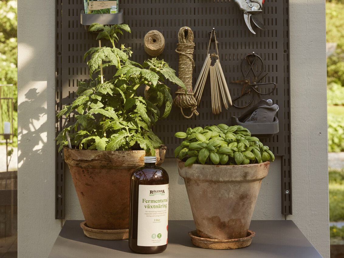 Two large pots of fresh basil.