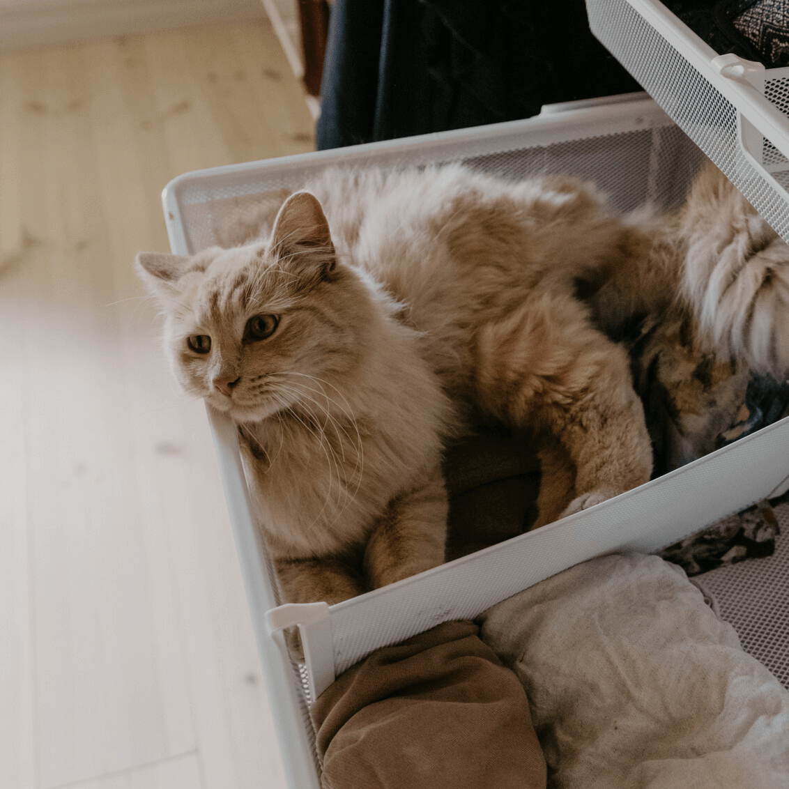 Un gato tumbado en una espalda de malla