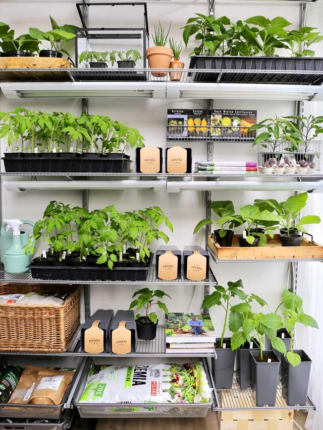 a wall-hung Elfa system to ensures access to daylight, creating a bright and airy environment ideal for seedlings