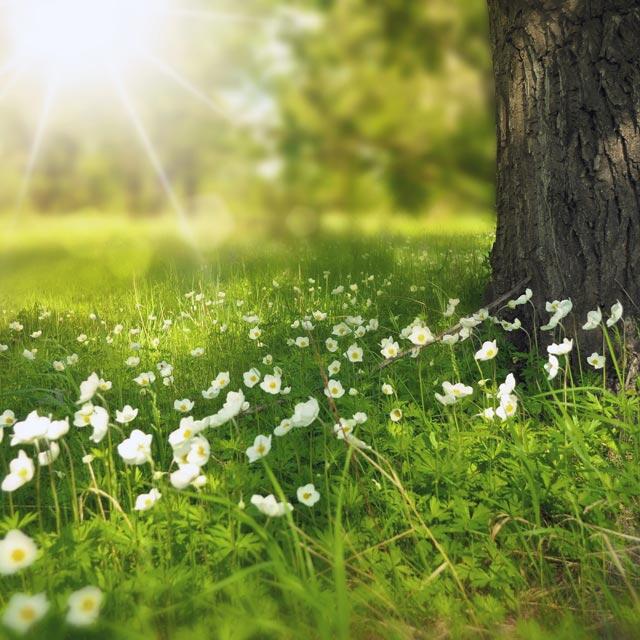 Flores blancas en un prado bajo el sol.