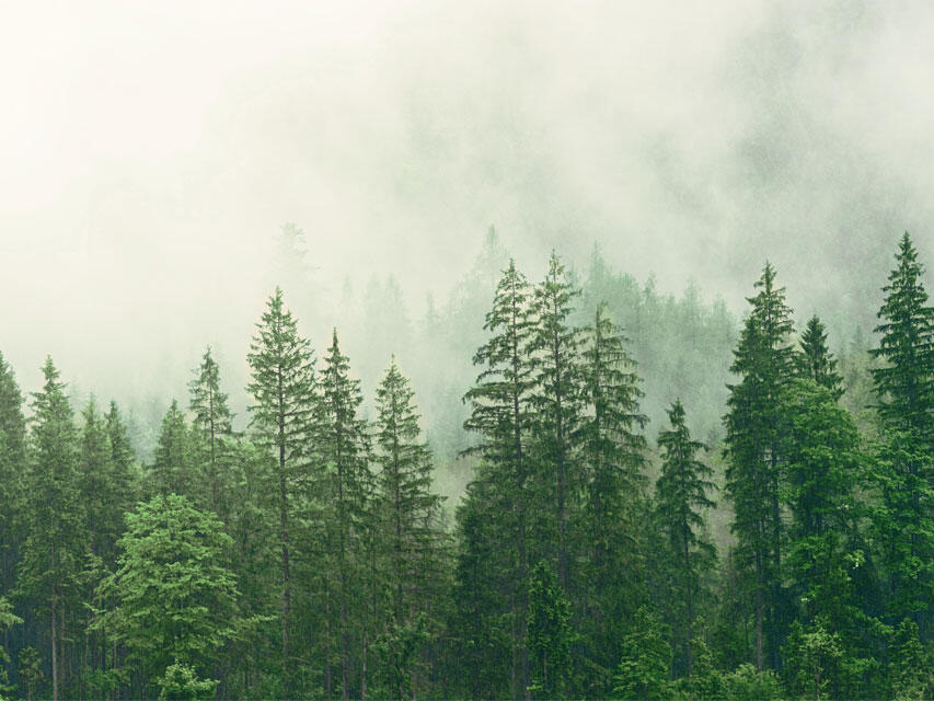Swan House Portal Trees